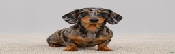 Miniature Dachshund dogs for sale: Willow - Ad 6