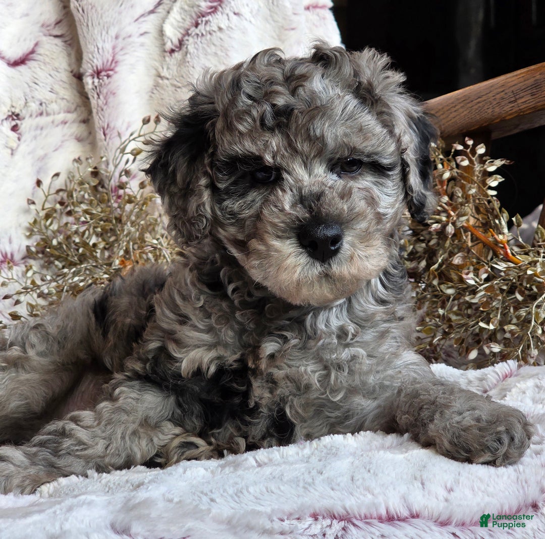 Cavapoo dogs for sale: Karson - Ad 3
