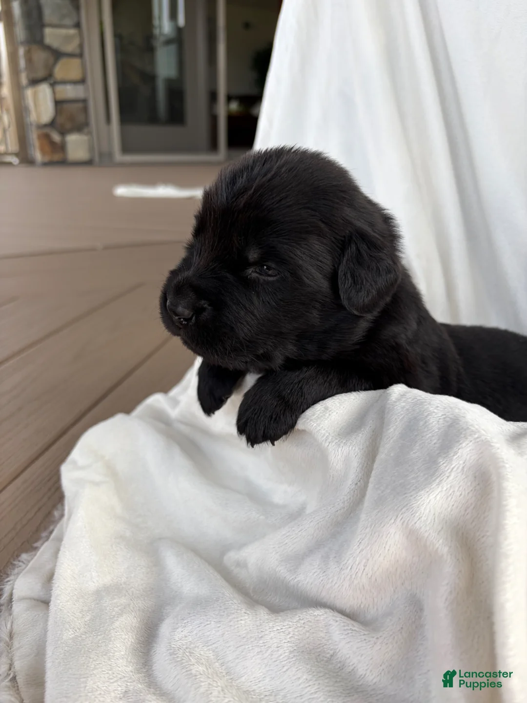 Newfoundland dogs for sale: Raven  - Ad 1