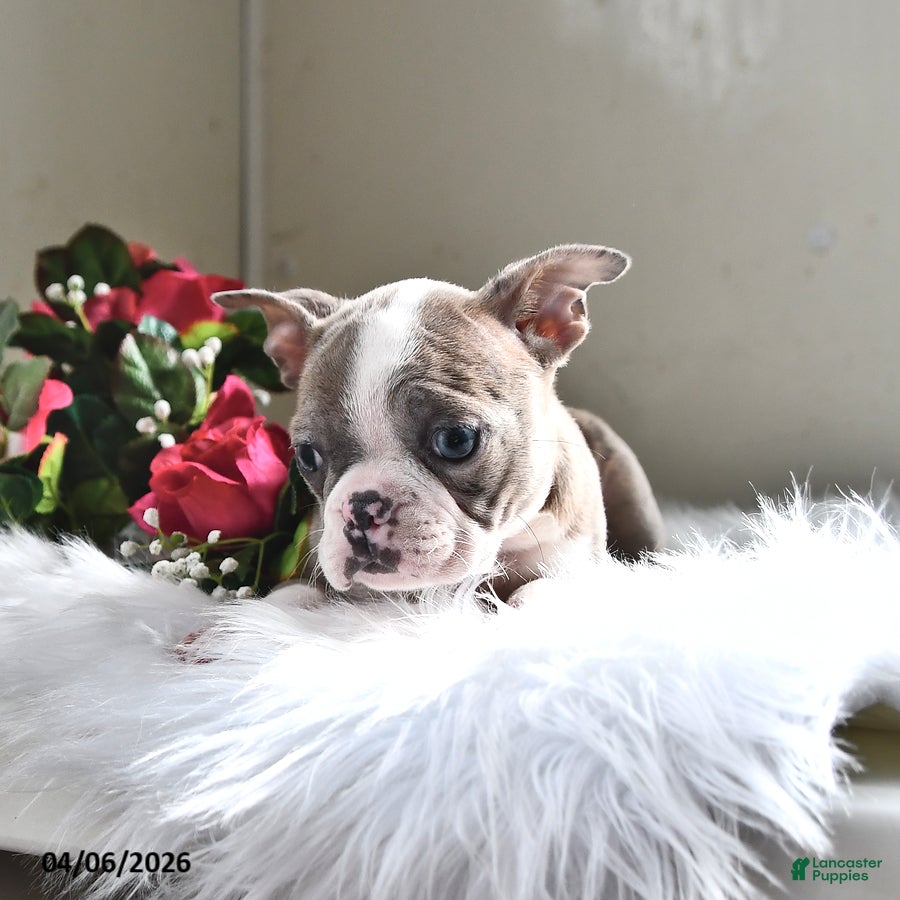 Boston Terrier dogs Cheyenne - Ad 2