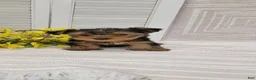 Yorkshire Terrier dogs for sale: Benji - Ad 7
