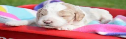 Mini Goldendoodle dogs for sale: Danny Micro Goldendoodle  - Ad 4