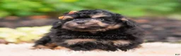 Mini Goldendoodle dogs for sale: Mushu - Ad 2