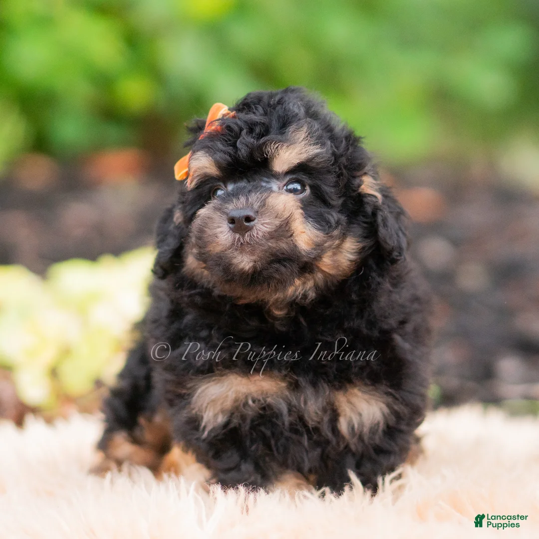 Mini Goldendoodle dogs for sale: Mushu - Ad 2
