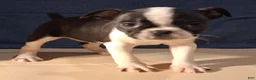 Boston Terrier dogs for sale: Emma - Ad 5