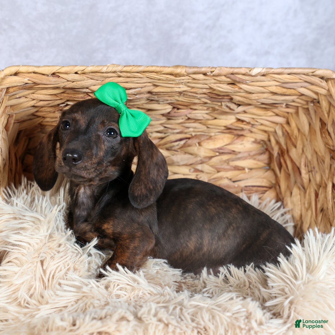 Miniature Dachshund dogs for sale: Fletcher - Ad 14