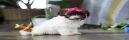 Havanese dogs for sale: Lily - Ad 3
