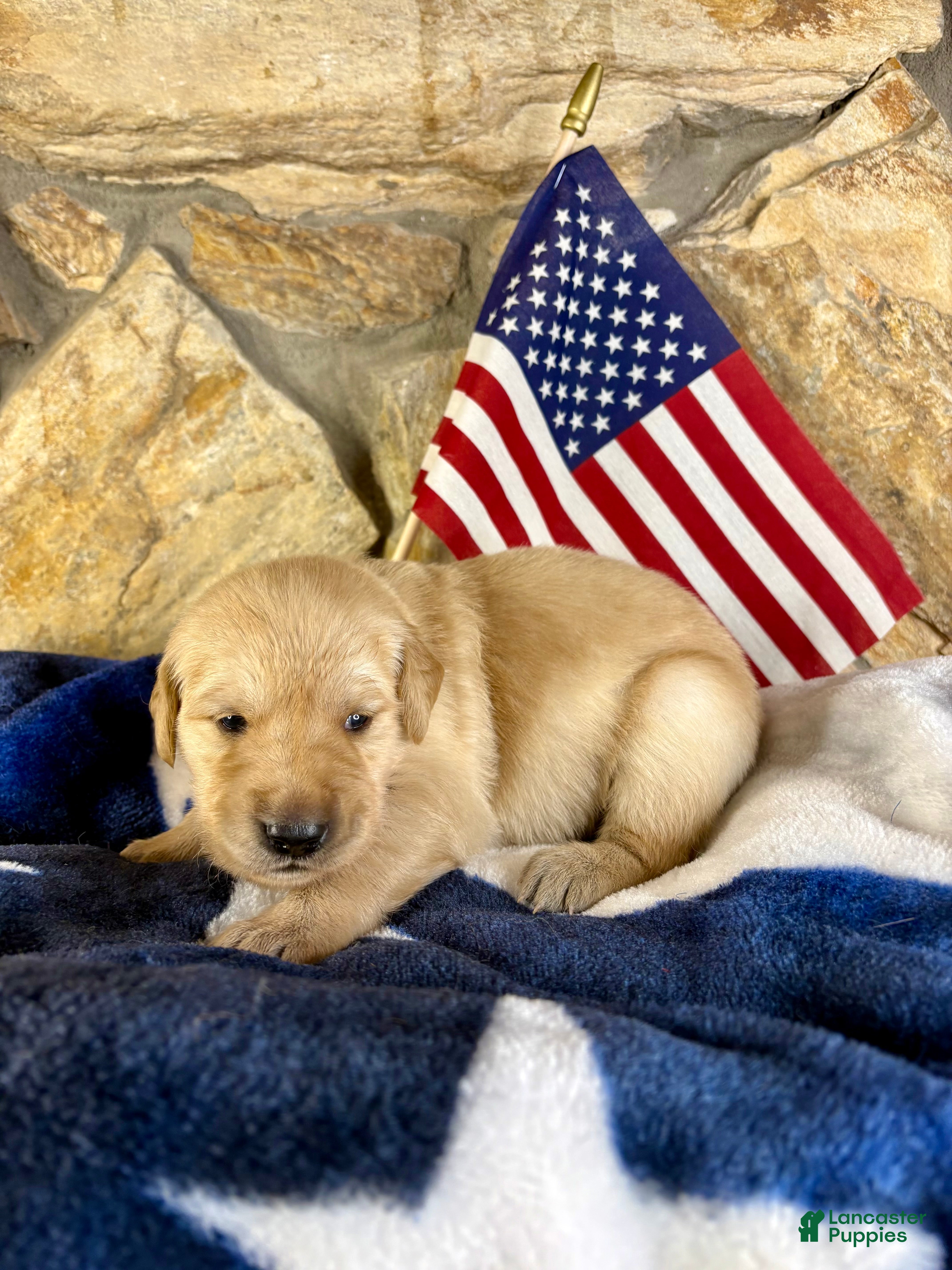 Golden Retriever dogs Penny’s Mr. Brown - Ad 22