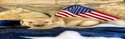 Golden Retriever dogs for sale: Penny’s Mr. Brown - Ad 1