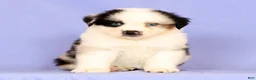 Miniature Australian Shepherd dogs for sale: Darnel - Ad 3