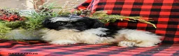 Shih Tzu dogs for sale: Annie - Ad 9