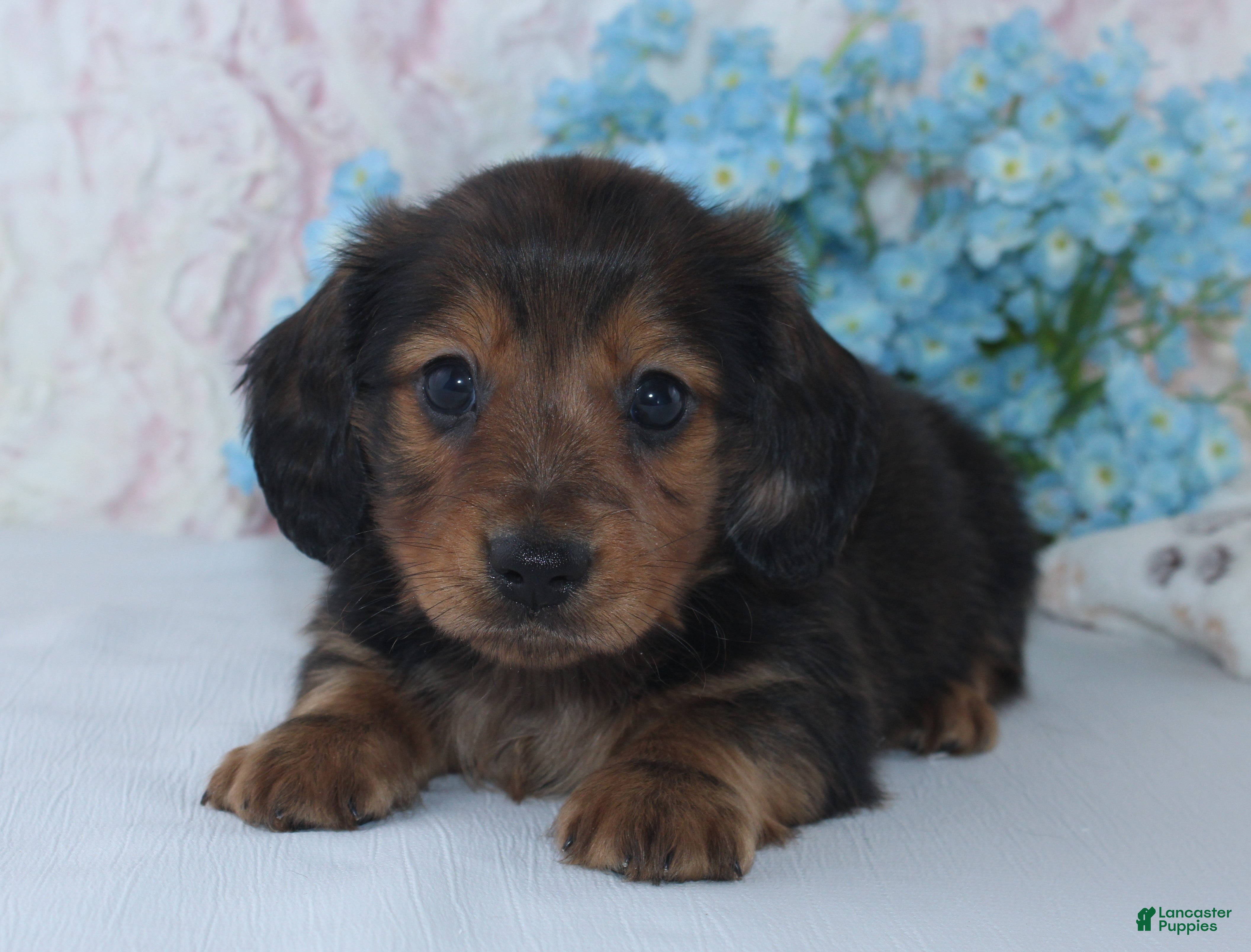 Miniature Dachshund dogs for sale: Stanley - Ad 1