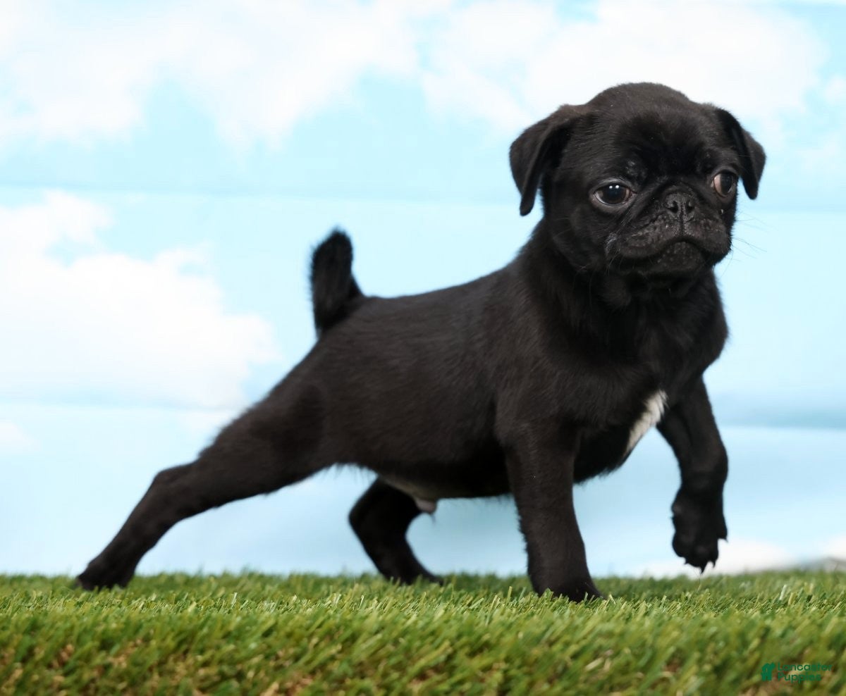 Pug dogs Ziggy - Ad 2