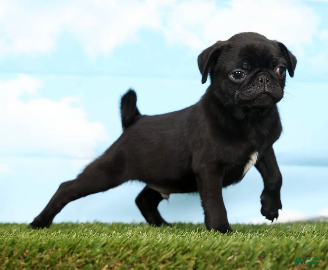 Pug dogs for sale: Ziggy - Ad 2