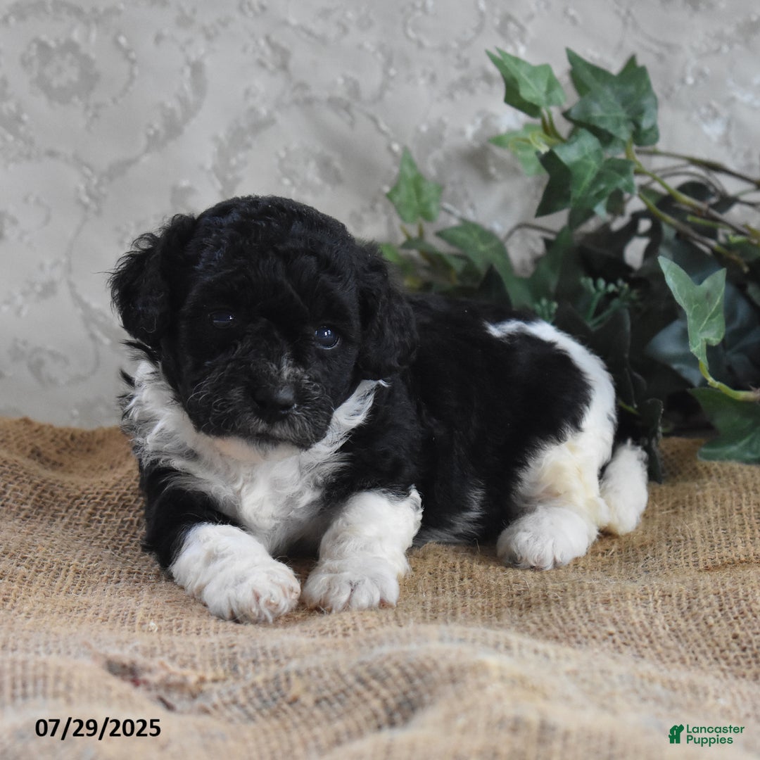 Cavapoo dogs for sale: Alisha - Ad 6