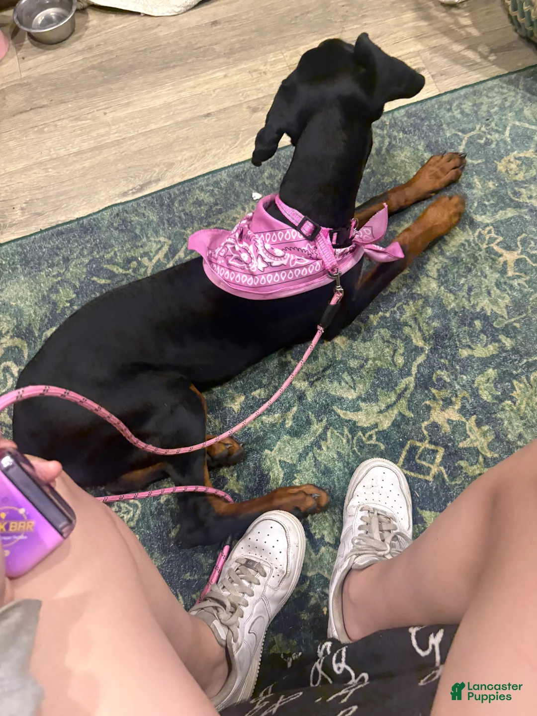 Doberman Pinscher dogs for sale: Doberman Pinscher , zebedy  - Ad 3