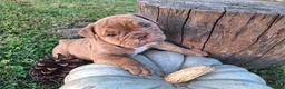 English Bulldog dogs for sale: Dolly - Ad 4