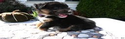 Mixed Breed dogs for sale: Mixed Breed 5 Ryan - Ad 2