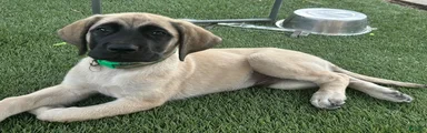 Arlo