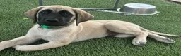 Mixed Breed dogs for sale: Arlo - Ad 1