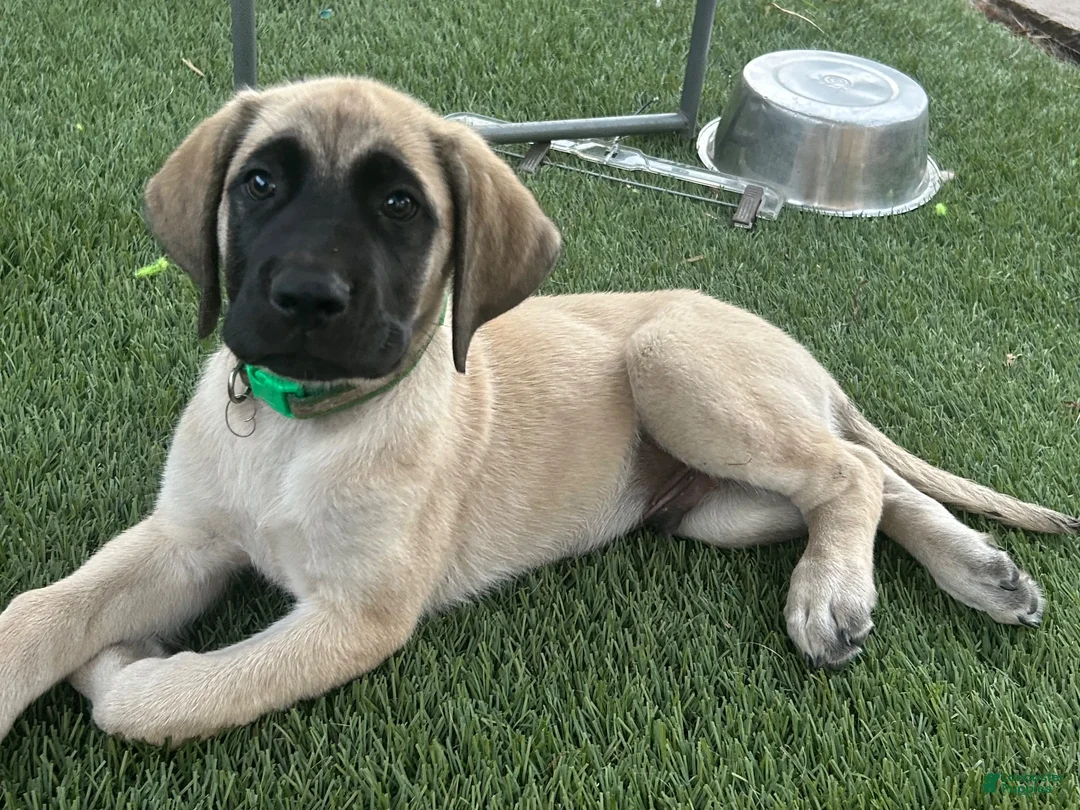 Mixed Breed dogs for sale: Arlo - Ad 1