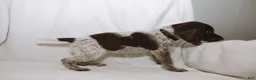 German Shorthaired Pointer dogs for sale: Black Collar aka Stewart - Ad 2