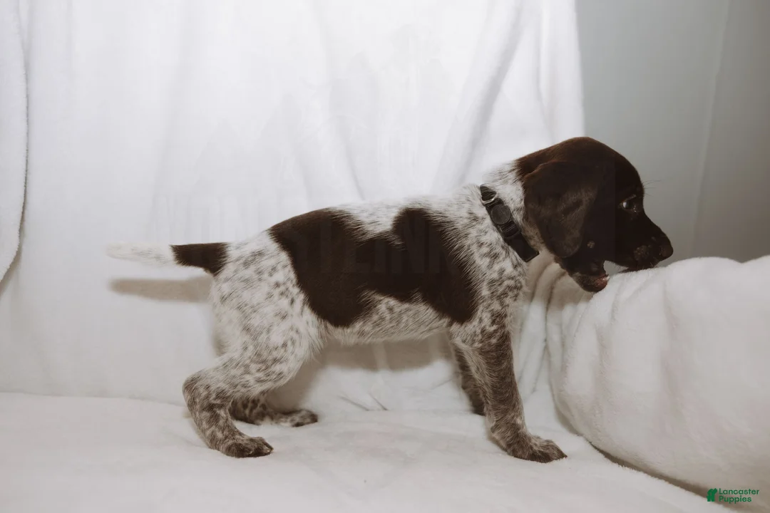 German Shorthaired Pointer dogs for sale: Black Collar aka Stewart - Ad 2