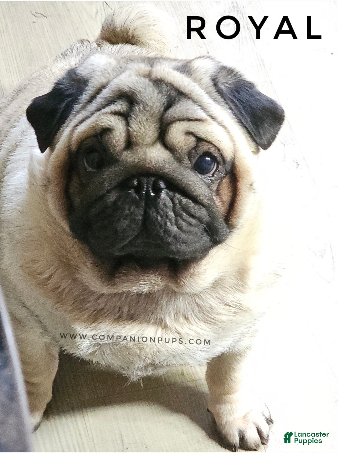 Gallery Image {{count}}