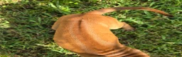 Rhodesian Ridgeback dogs for sale: Pink Girl - Ad 8