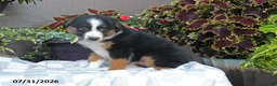 Australian Shepherd dogs for sale: Heidi - Ad 2