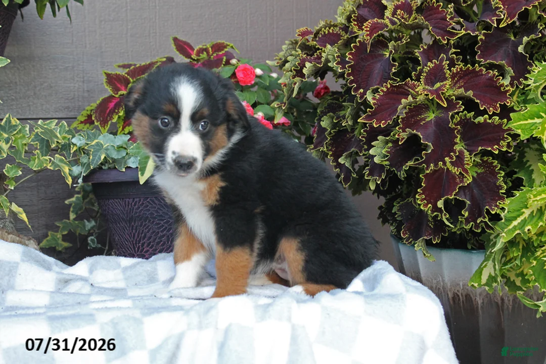 Australian Shepherd dogs for sale: Heidi - Ad 2