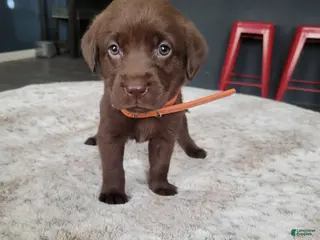 Labrador Retriever dogs for sale: Labrador Retriever Puppy 6 - Ad 2