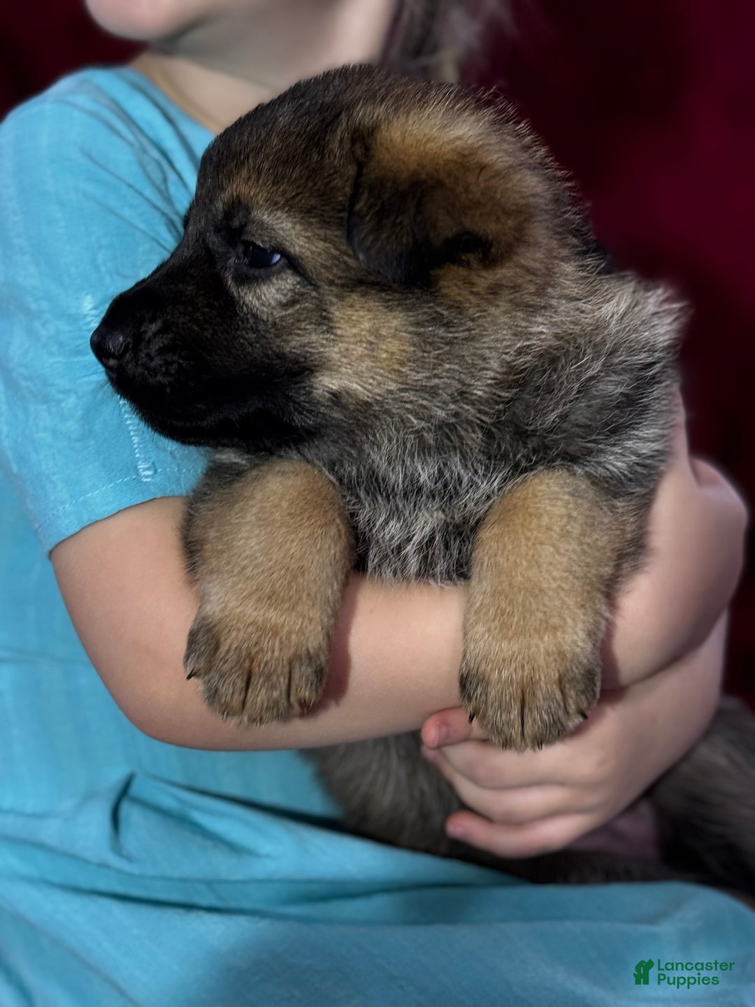 German Shepherd dogs for sale: Oakley - Ad 12