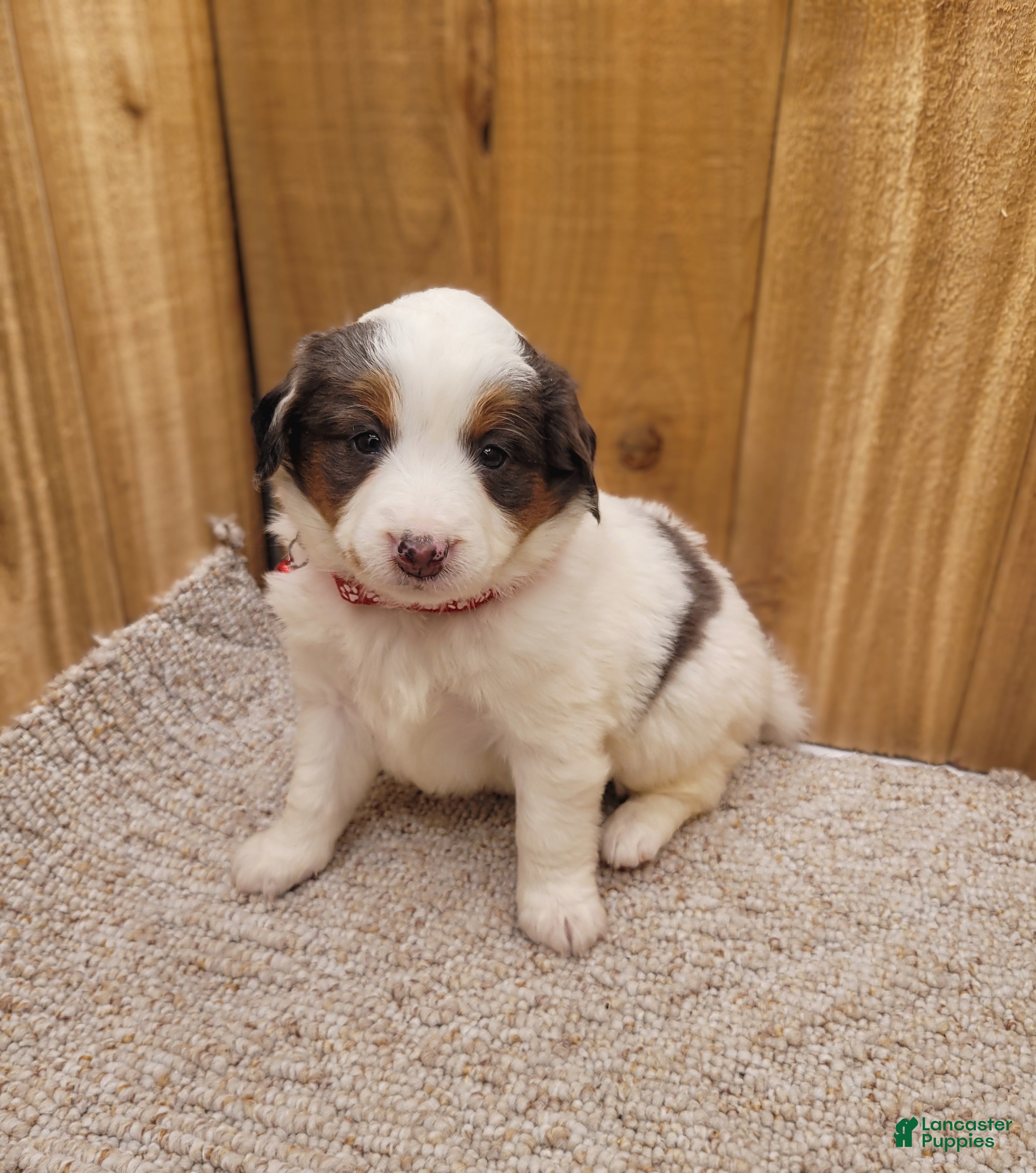 Mini Bernedoodle dogs Stacy - Ad 1