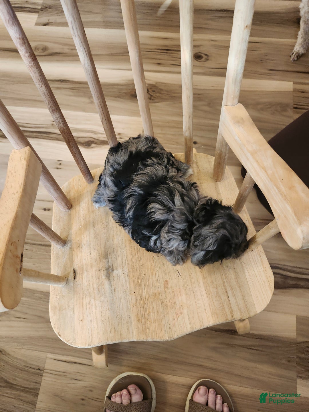 Mini Goldendoodle dogs for sale: Mini Goldendoodle Puppy 3 - Ad 5