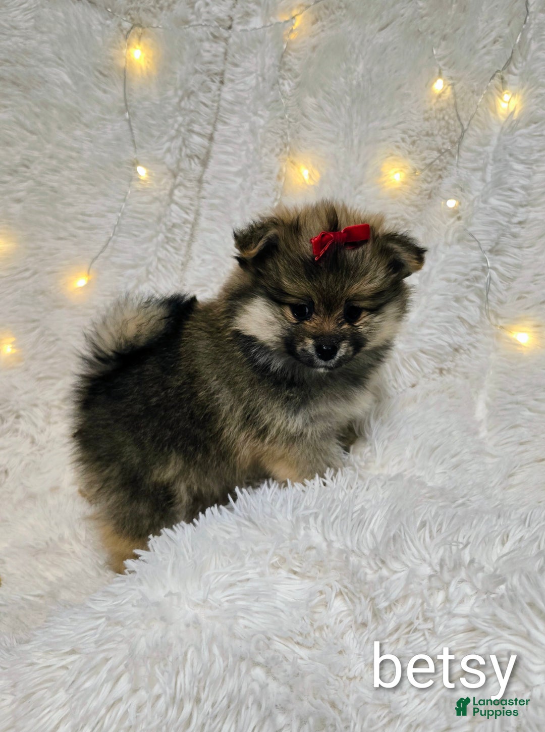 Pomeranian dogs for sale: Betsy - Ad 5
