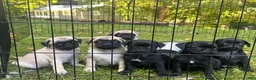 Pug dogs for sale: Charlie  - Ad 4