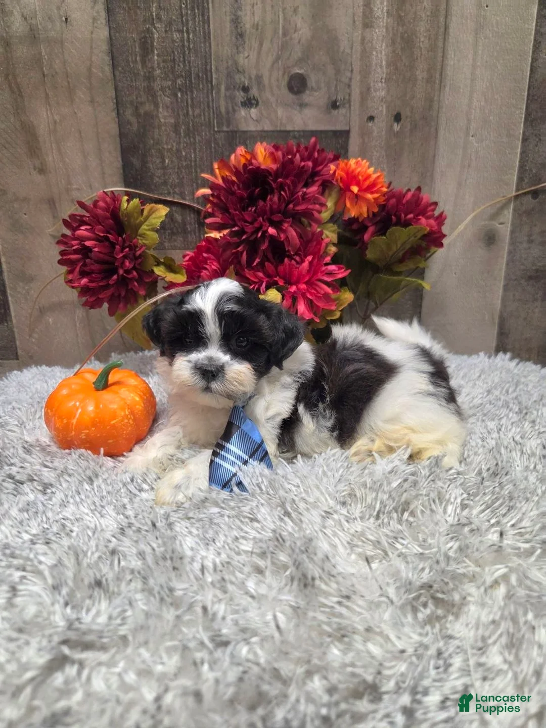 Teddy Bear dogs for sale: Alvin - Ad 3