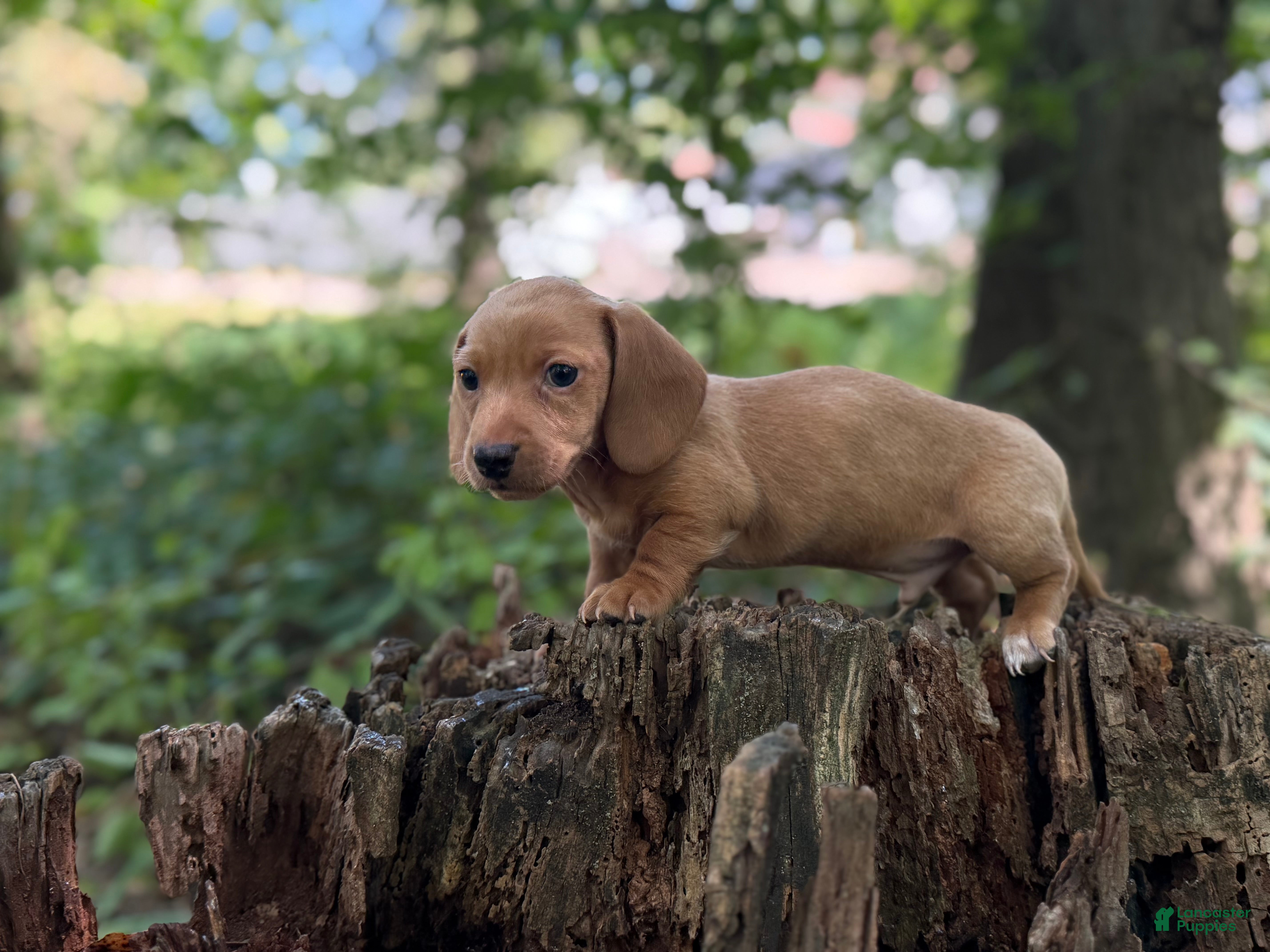 Miniature Dachshund dogs Dune - Ad 1