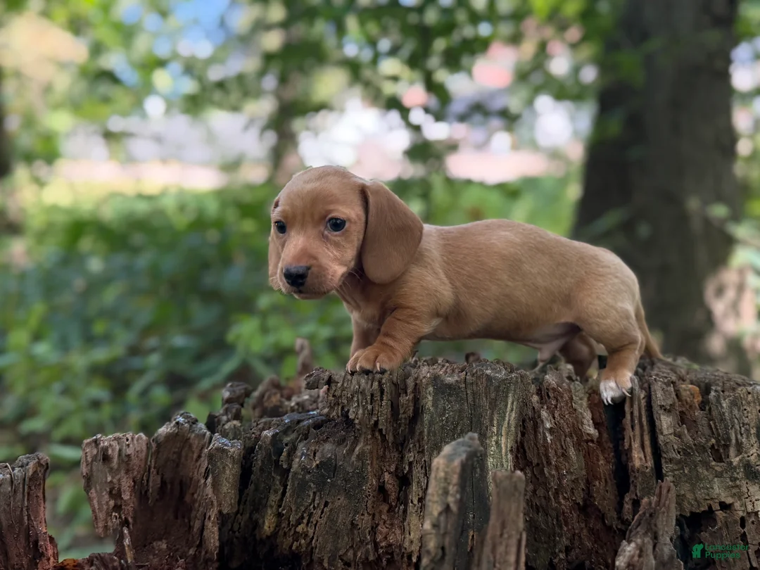 Miniature Dachshund dogs for sale: Dune - Ad 1