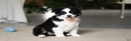 Miniature Australian Shepherd dogs for sale: Trixie - Ad 4