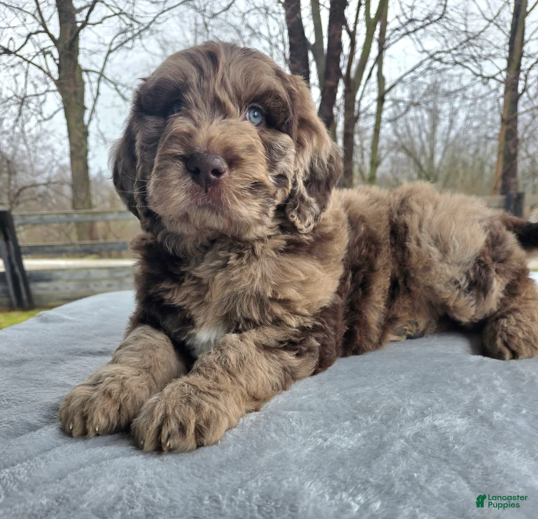 Newfypoo dogs for sale: Waylon - Ad 2