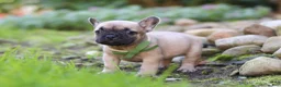 French Bulldog dogs for sale: Brody - Ad 7
