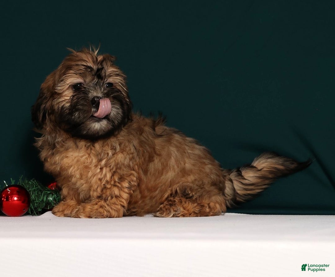 Teddy Bear dogs for sale: Carol - Ad 9