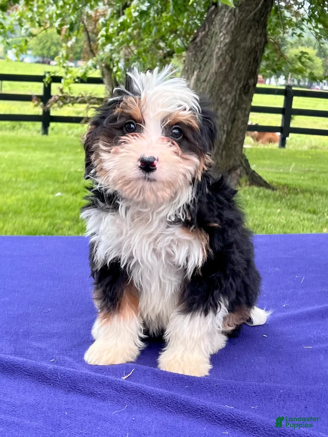 Bernedoodle dogs for sale: Noah - Ad 2