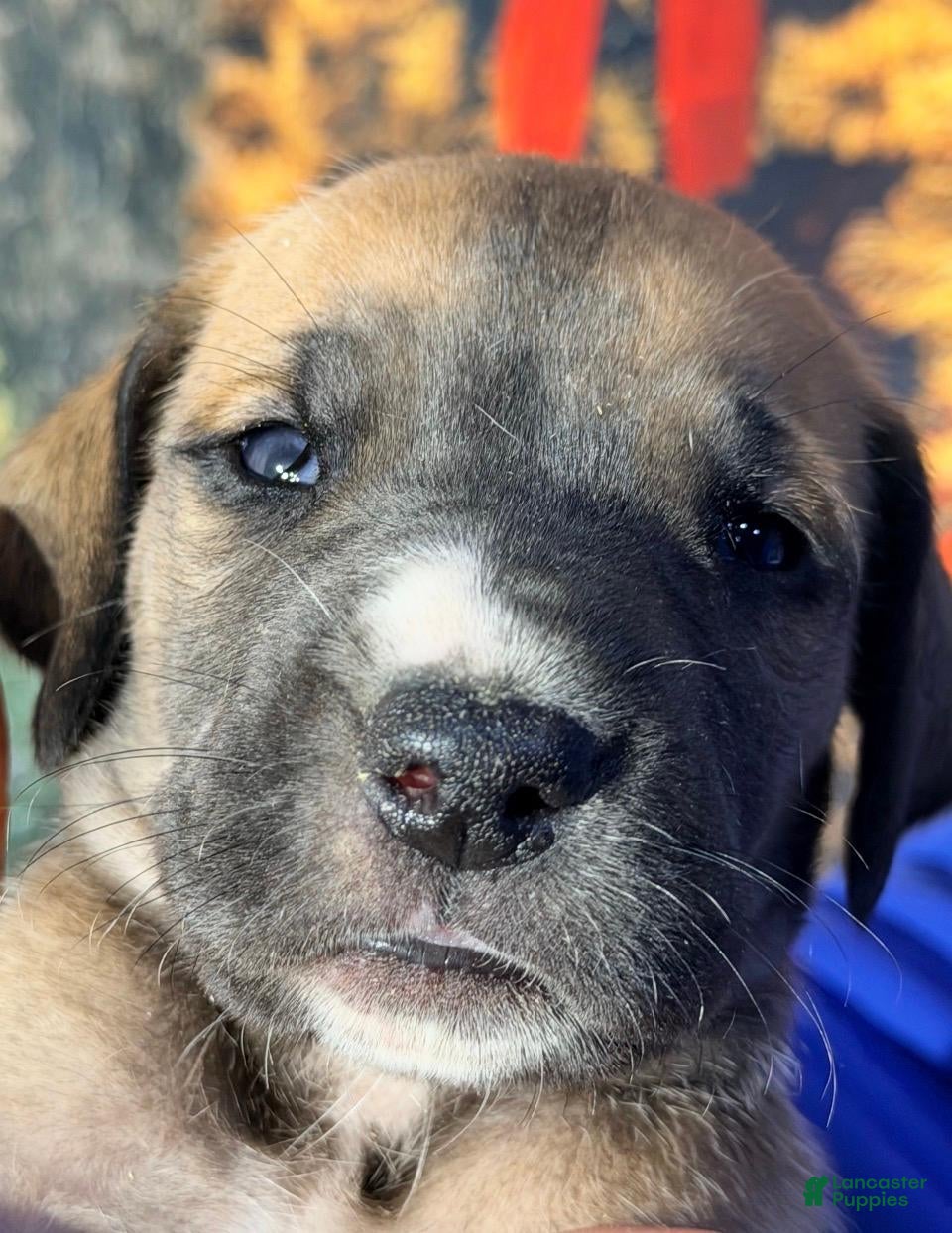 Great Dane dogs Valerie - Dark Fawn - Ad 18