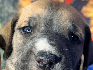 Great Dane dogs Valerie - Dark Fawn - Ad 42