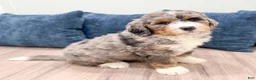 Bernedoodle dogs for sale: King - Ad 9