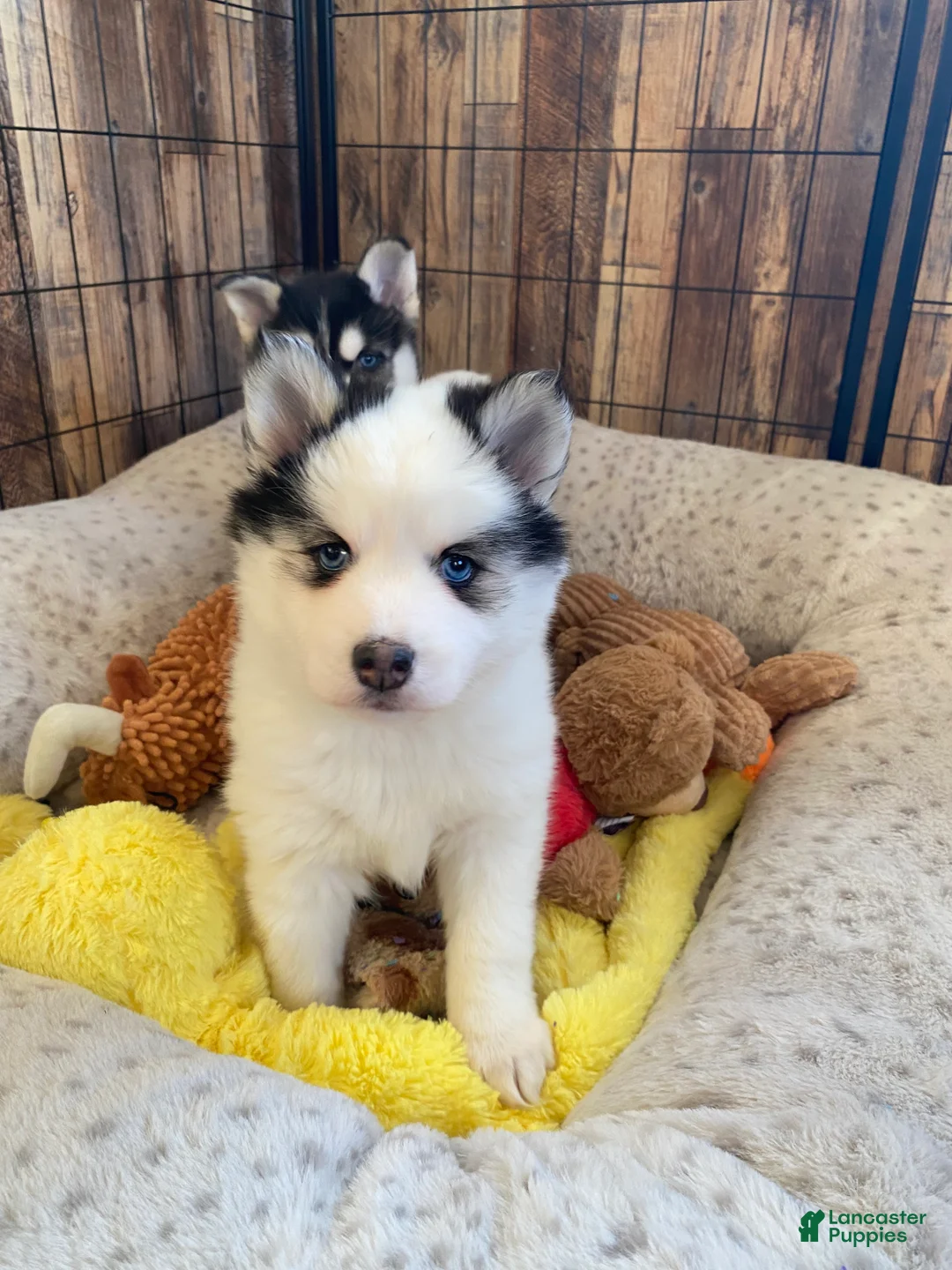 Pomsky dogs for sale: Kiki  - Ad 3