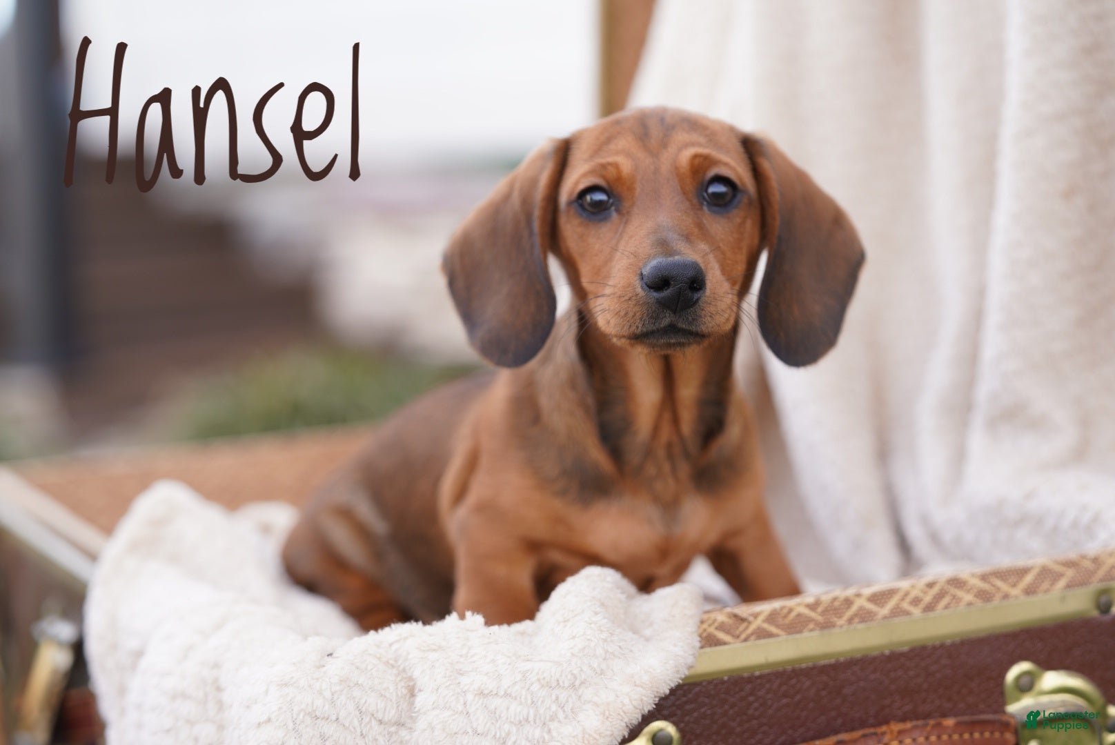 Miniature Dachshund dogs Hansel  - Ad 1